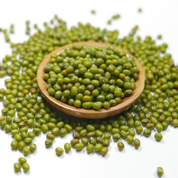 2016 nueva cosecha green mung bean para brotes con la más alta calidad